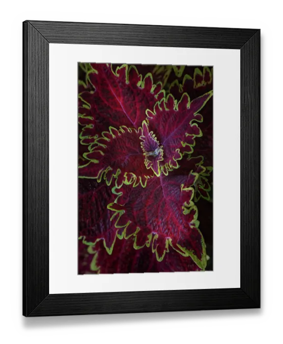 Framed Print : Coleus plant closeup Framed Print : Coleus plant closeup