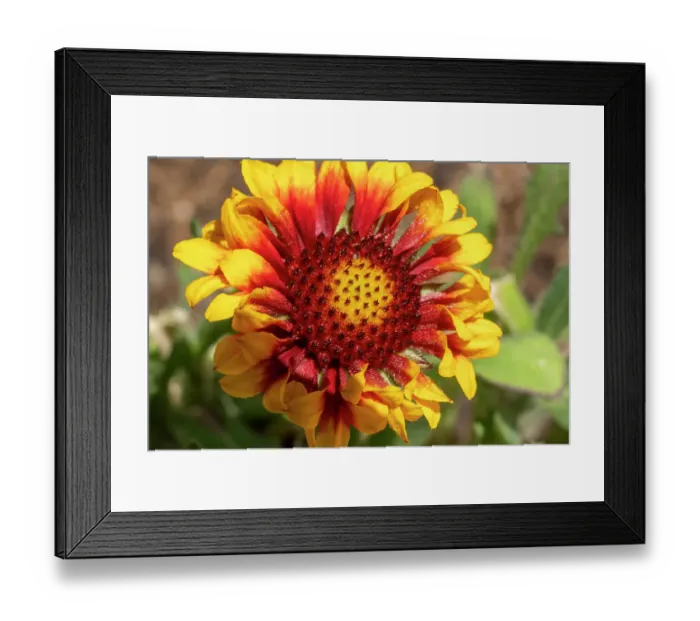 Framed Print : Apple bloom Framed Print : Apple bloom
