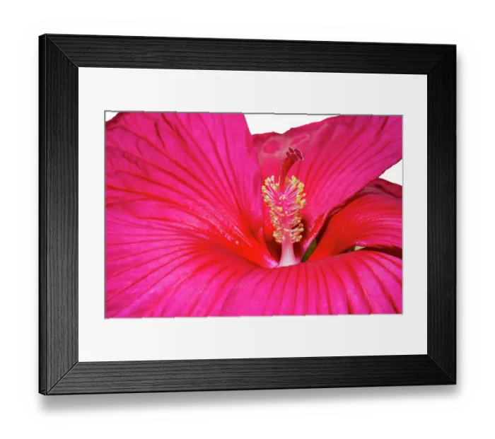 Framed Print : Swamp rose mallow Framed Print : Swamp rose mallow