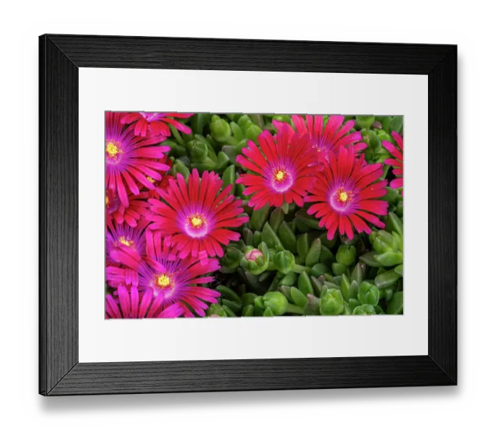 Framed Print : Ice plant Framed Print : Ice plant