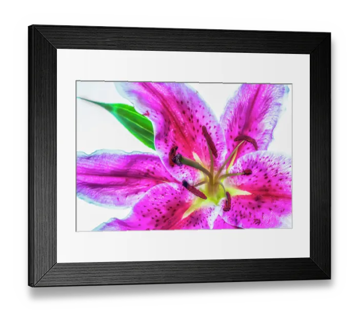 Framed Print : Showy lily Framed Print : Showy lily
