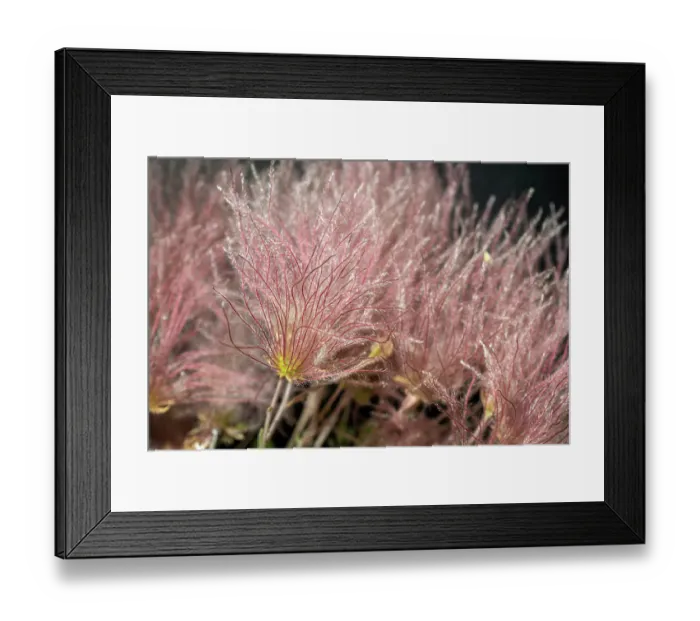 Framed Print : Apache plume, fallugia paradoxa Framed Print : Apache plume, fallugia paradoxa