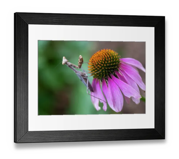 Framed Print : Praying mantis on purple coneflower Framed Print : Praying mantis on purple coneflower