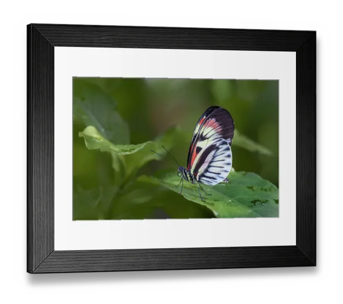 Framed Print : Piano key or Postman butterfly Framed Print : Piano key or Postman butterfly