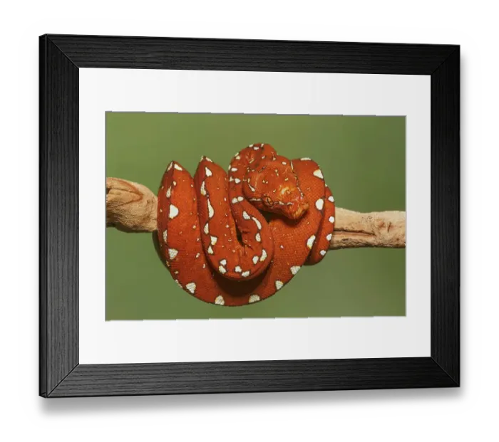 Framed Print : Red morph of green tree python Framed Print : Red morph of green tree python