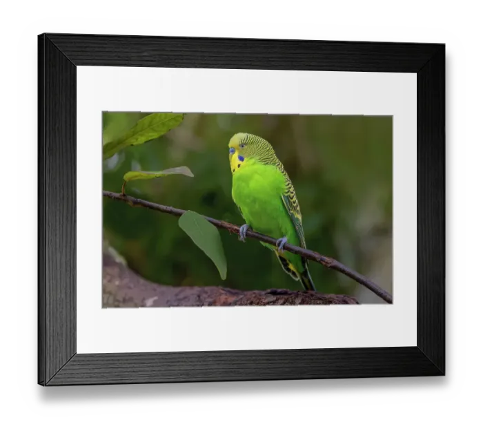 Framed Print : Budgie or common parakeet, native to Australia Framed Print : Budgie or common parakeet, native to Australia
