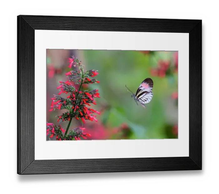 Framed Print : Piano key or Postman butterfly in flight Framed Print : Piano key or Postman butterfly in flight