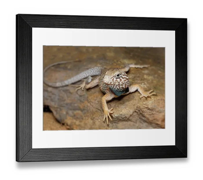 Framed Print : Common collared lizard Framed Print : Common collared lizard