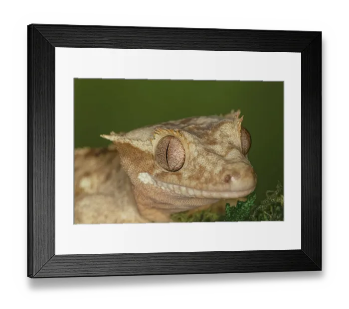 Framed Print : Crested gecko, native to New Caledonia