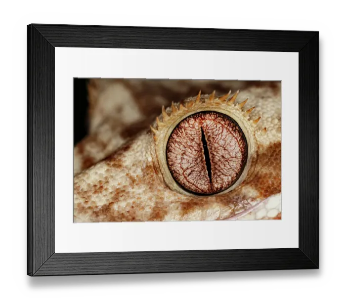 Framed Print : Crested gecko eyeball close-up, native to New Caledonia Framed Print : Crested gecko eyeball close-up, native to New Caledonia