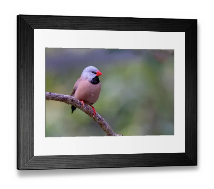 Framed Print : Long-tailed finch, native to northern Australia Framed Print : Long-tailed finch, native to northern Australia