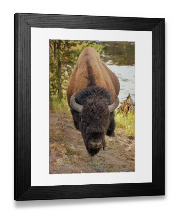 Framed Print : Bison just off the trail along Firehole River, Upper Geyser Basin, Yellowstone National Park Framed Print : Bison just off the trail along Firehole River, Upper Geyser Basin, Yellowstone National Park