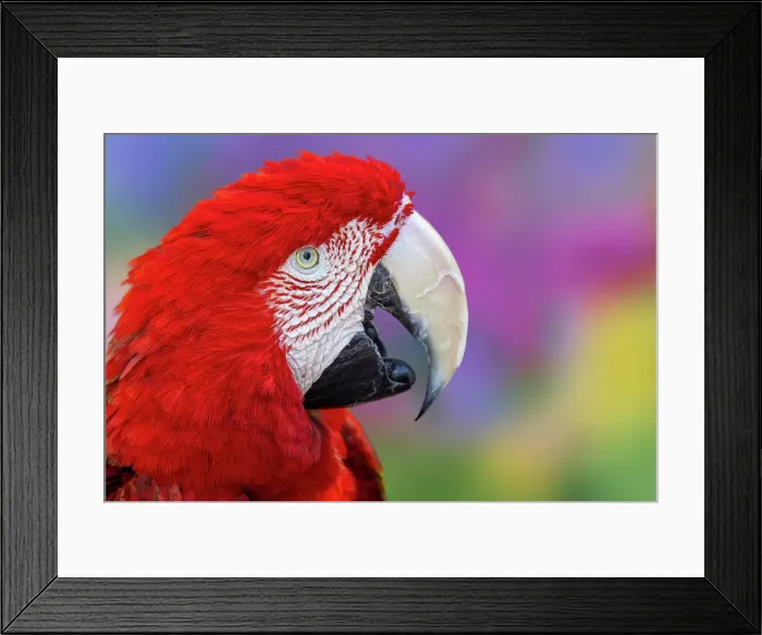 Framed Print : Red and green macaw, green-winged macaw Framed Print : Red and green macaw, green-winged macaw