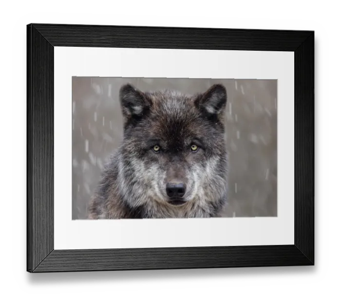 Framed Print : Gray wolf in winter with falling snow Framed Print : Gray wolf in winter with falling snow