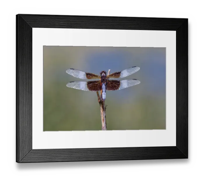 Framed Print : Widow skimmer dragonfly Framed Print : Widow skimmer dragonfly