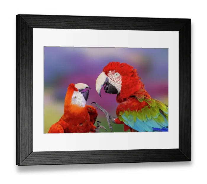 Framed Print : Red and green macaw, green-winged macaw Framed Print : Red and green macaw, green-winged macaw