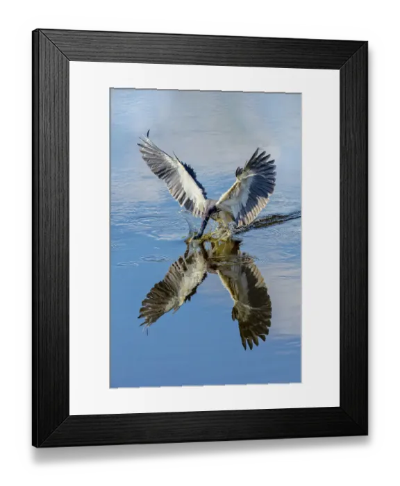 Framed Print : Tricolored heron fishing Framed Print : Tricolored heron fishing