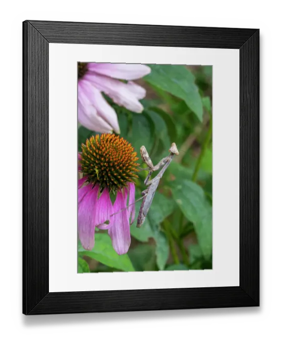 Framed Print : Praying mantis on purple coneflower Framed Print : Praying mantis on purple coneflower