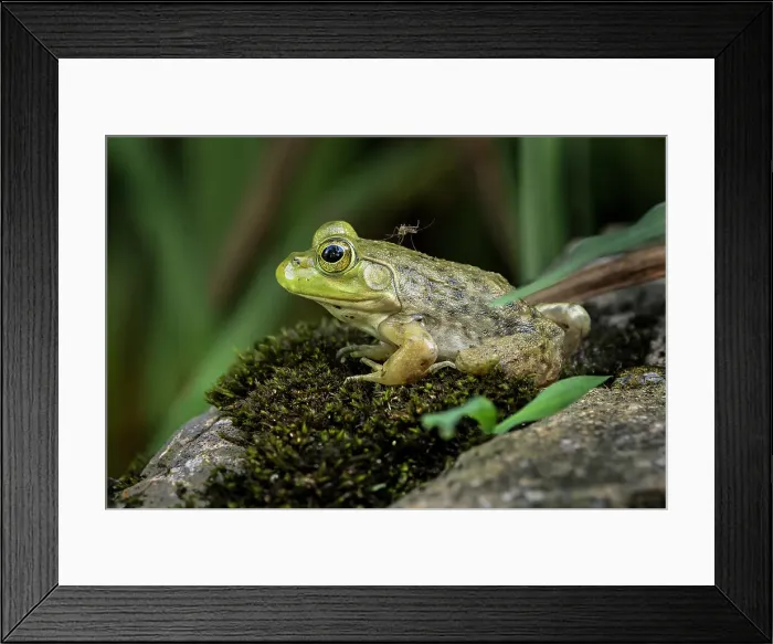 Framed Print : Juvenile American bullfrog with mosquito on its back