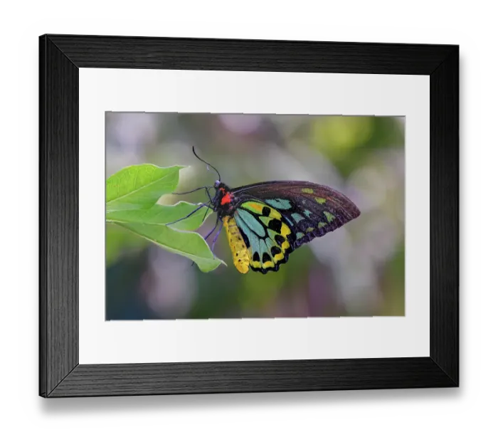 Framed Print : Common green birdwing or Cape York Birdwing Framed Print : Common green birdwing or Cape York Birdwing
