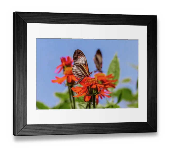 Framed Print : Piano key or Postman butterfly Framed Print : Piano key or Postman butterfly
