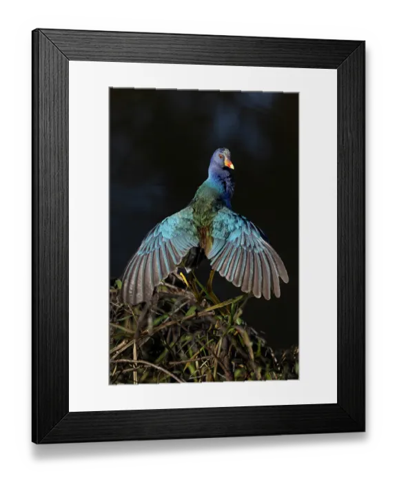 Framed Print : American purple gallinule drying wings Framed Print : American purple gallinule drying wings