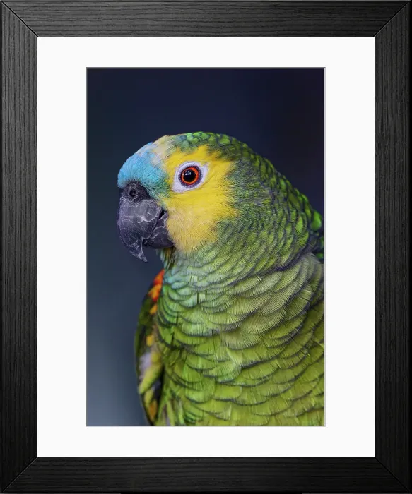 Framed Print : Blue fronted Amazon parrot Framed Print : Blue fronted Amazon parrot