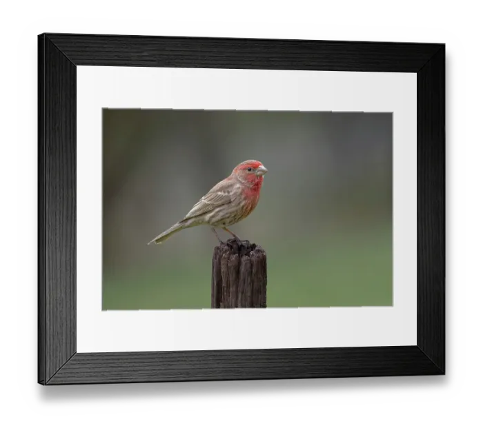Framed Print : Male house finch in winter Framed Print : Male house finch in winter