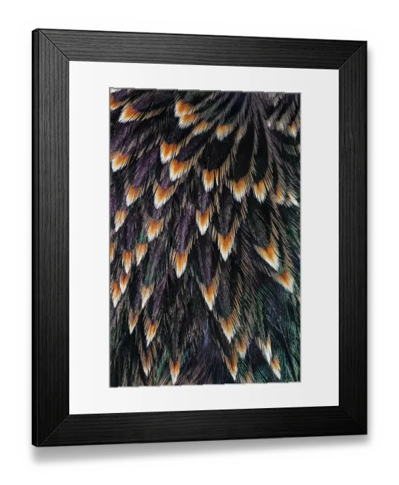 Framed Print : Feather pattern on back of common Starling Framed Print : Feather pattern on back of common Starling