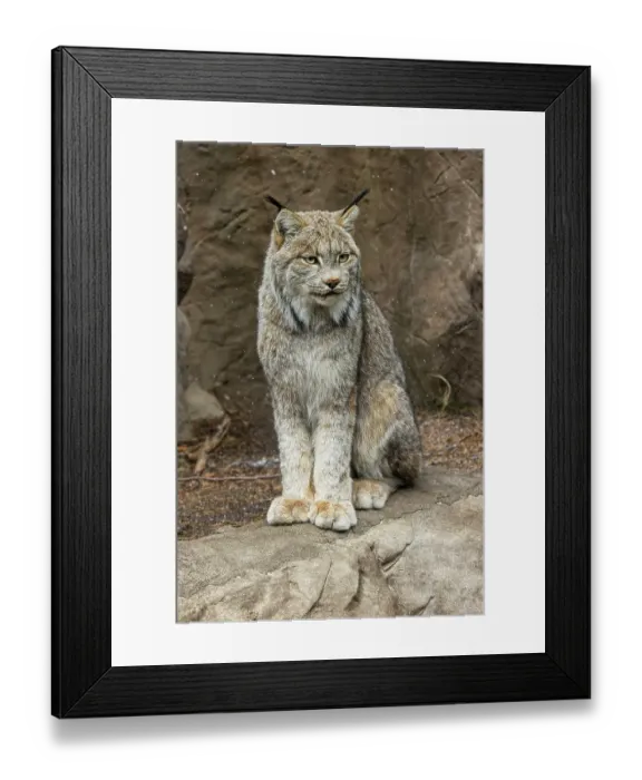 Framed Print : Canada lynx Framed Print : Canada lynx