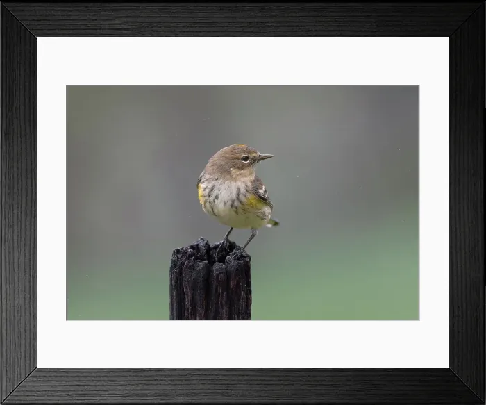 Framed Print : Yellow-rumped warbler in winter plumage Framed Print : Yellow-rumped warbler in winter plumage