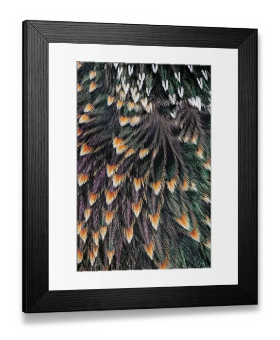 Framed Print : Feather pattern on back of common Starling Framed Print : Feather pattern on back of common Starling