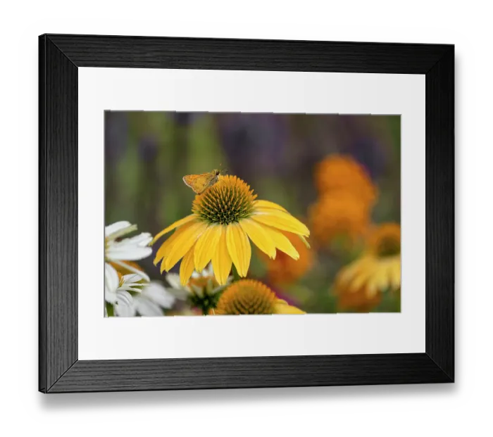 Framed Print : Least skipper on yellow coneflower, echinacea