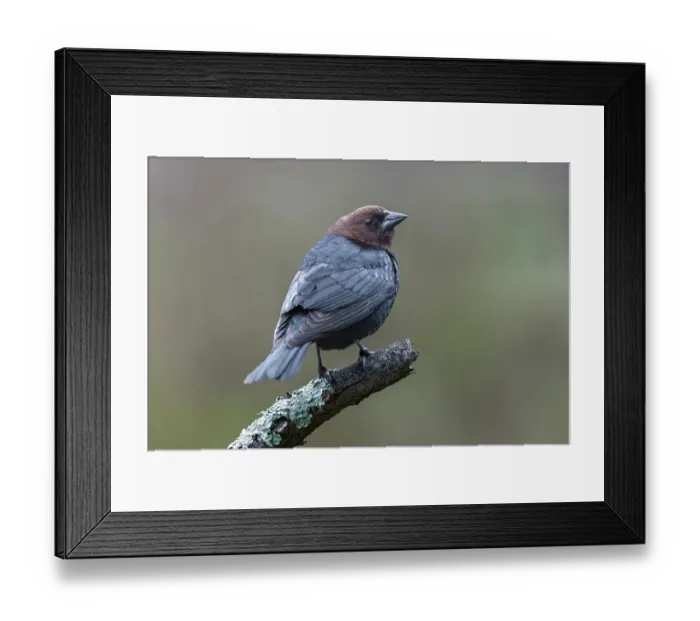 Framed Print : Brown-headed cowbird Framed Print : Brown-headed cowbird