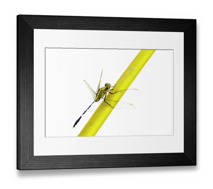 Framed Print : Dragon fly insect on a yellow stem