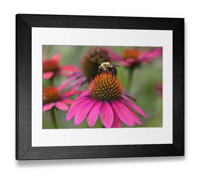 Framed Print : Carpenter bee on purple coneflower