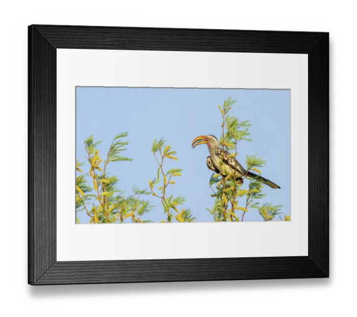 Framed Print : Southern yellow-billed hornbill at home in the Kalahari Desert Framed Print : Southern yellow-billed hornbill at home in the Kalahari Desert