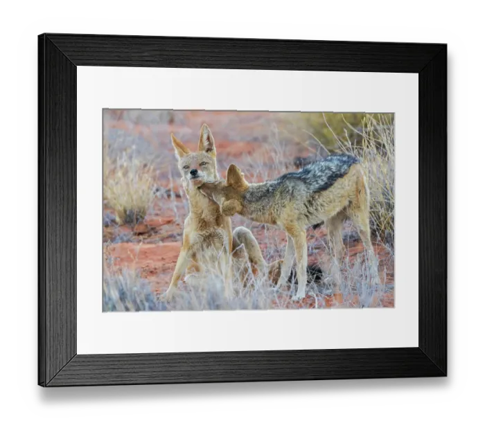 Framed Print : Black-backed jackal pair bonding in the Kalahari Desert of southern Africa