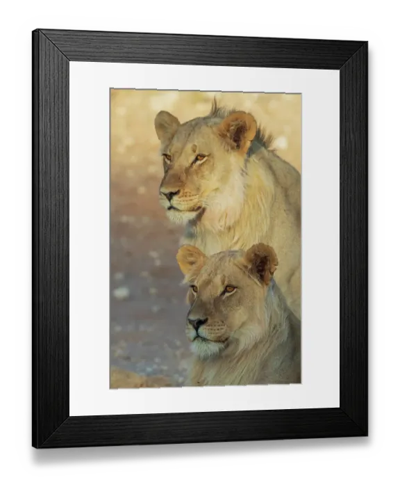 Framed Print : Young black-maned lion males resting in the morning sun of the Kalahari Desert, southern Africa