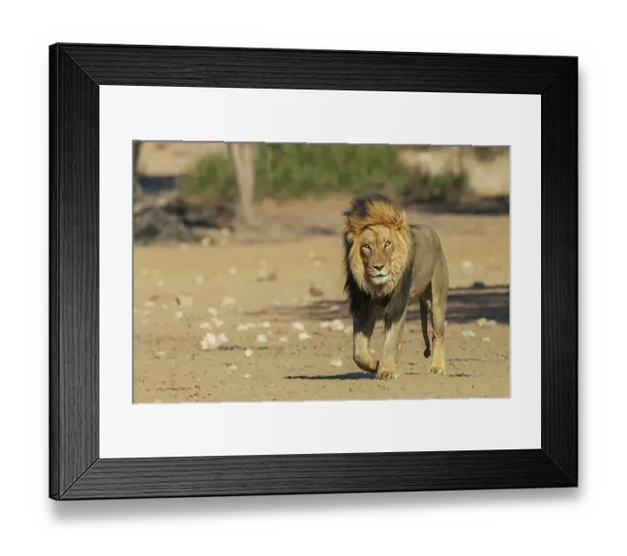Framed Print : Black-maned lion, handsome male traveling in the morning light of southern Africa Framed Print : Black-maned lion, handsome male traveling in the morning light of southern Africa