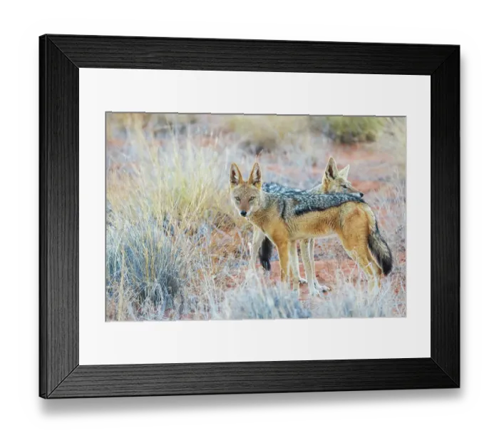 Framed Print : Black-backed jackal pair, courtship grooming in the Kalahari Desert Framed Print : Black-backed jackal pair, courtship grooming in the Kalahari Desert