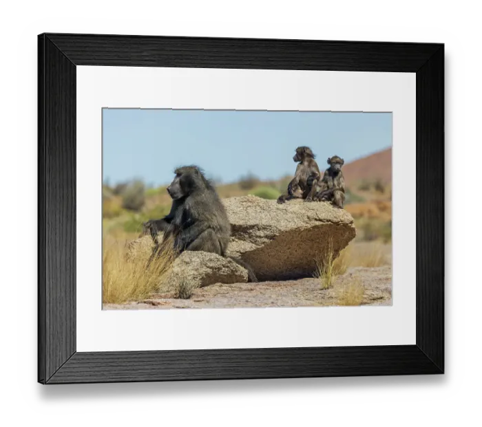 Framed Print : Baboon family taking in the morning sunlight in southern Africa Framed Print : Baboon family taking in the morning sunlight in southern Africa