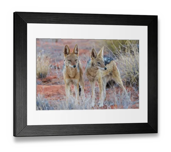 Framed Print : Black-backed jackal pair bonding in the Kalahari Desert of southern Africa
