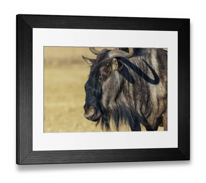 Framed Print : Blue wildebeest close-up portrait in the Kalahari Desert of southern Africa