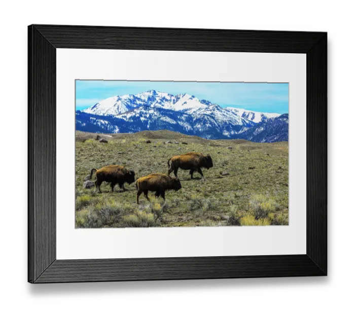 Framed Print : Yellowstone National Park, American Bison trio on plains with snowy Rocky Mountains Framed Print : Yellowstone National Park, American Bison trio on plains with snowy Rocky Mountains