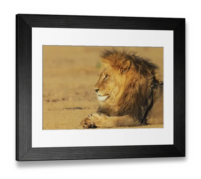 Framed Print : Black-maned lion male resting in the morning sun of the Kalahari Desert, southern Africa