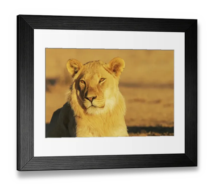 Framed Print : Black-maned lion, young male resting in the morning light of southern Africa Framed Print : Black-maned lion, young male resting in the morning light of southern Africa