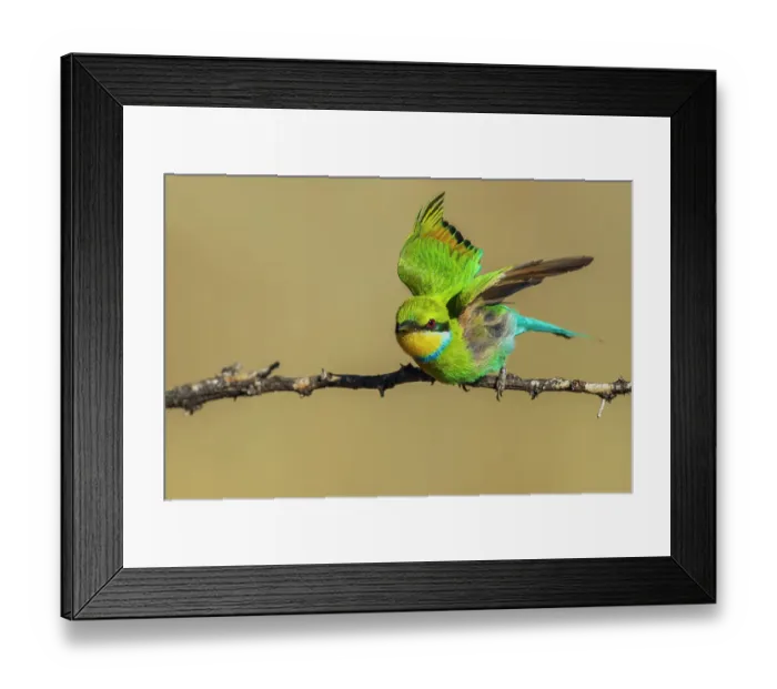 Framed Print : Swallow-tailed bee-eater taking flight in southern Africa