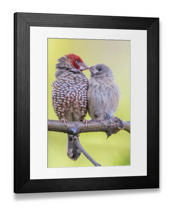 Framed Print : Red-headed finch pair nuzzling in southern Africa Framed Print : Red-headed finch pair nuzzling in southern Africa