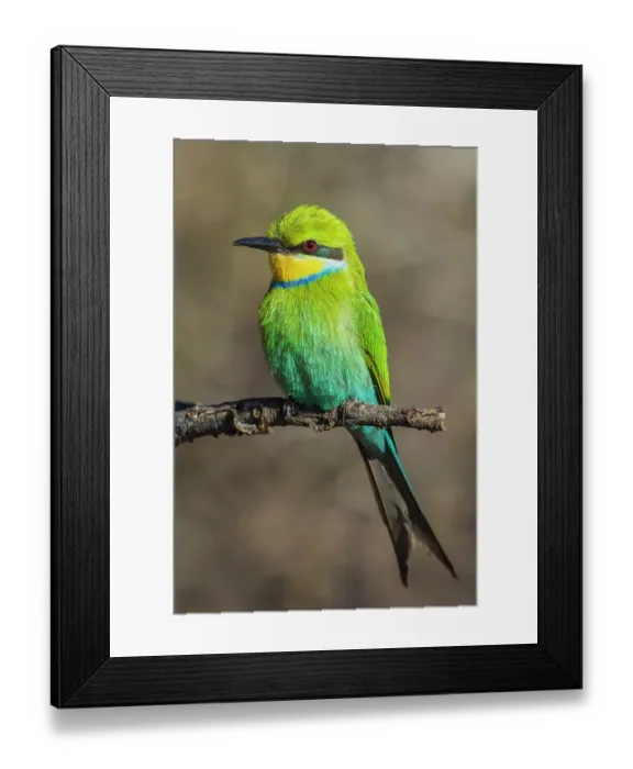 Framed Print : Swallow-tailed bee-eater posing in southern Africa Framed Print : Swallow-tailed bee-eater posing in southern Africa